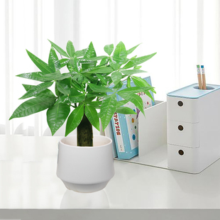 小发财树室内绿植招财桌面茶几窗台办公桌小盆栽木本好养花