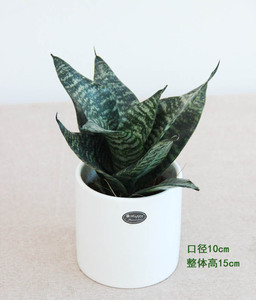 青纹虎皮莲花虎皮新品盆栽多肉植物花卉净化空气吸甲醛
