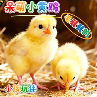 小鸡活体小鸡仔活的网红小黄鸡家养宠物三黄鸡仔可爱迷你小鸡零售