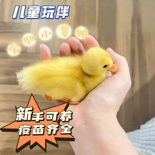 柯尔鸭活体网红观赏包活到家