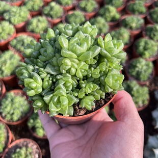 多头草玉露群生多肉植物盆栽室内桌面绿植花卉好养活创意礼物盆栽