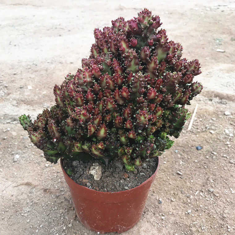 火珊瑚石化稀有大戟科麒麟多肉植物盆栽庭彩春峰院室内桌面绿植