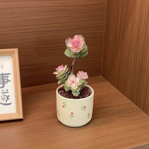 造型锦绣牡丹多肉植物室内小老桩绿植工位桌面盆栽耐干旱新手好养