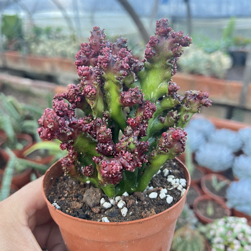 彩春风石化仙人掌类多肉植物红纱大戟科火珊瑚花卉小盆栽