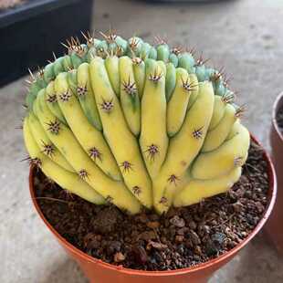 多闻柱缀化锦仙人球多肉植物办公桌面包邮好养阳台仙人球稀有精品