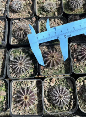 紫皮尤伯球实生播种仙人球稀有品种进口精品贵货多肉植物办公室
