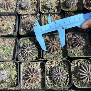 紫皮尤伯球实生播种仙人球稀有品种进口精品贵货多肉植物办公室
