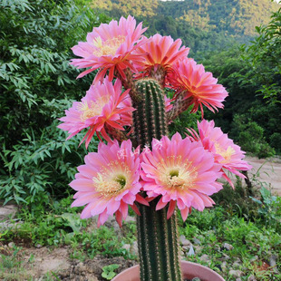 开大花毛花柱飞碟正版仙人柱多肉植物盆栽花卉仙人柱易养香味自根