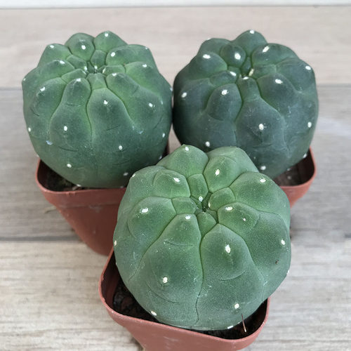 绿植直销无刺实生开红花仙人球