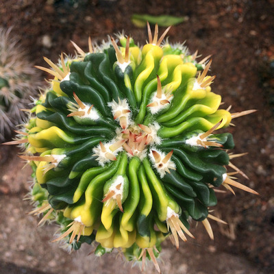 【花博会_千波万波锦落地仙人球