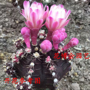 仙人球群生紫牡丹玉开花很漂亮多肉植物办公室稀少紫色有根盆栽