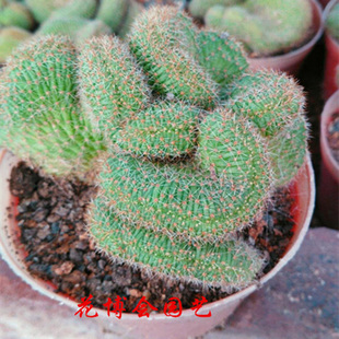 【花博会_仙人球掌宝山缀化】珍稀 趣味多肉植物 非白沙女王 赤城