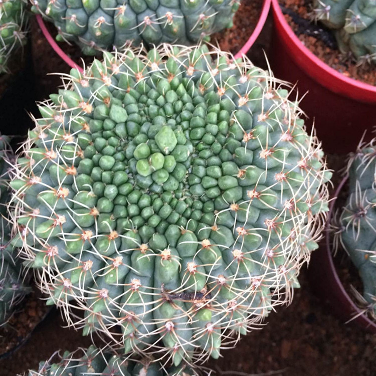 落地绯花玉缀化8-10cm仙人球绿植图片