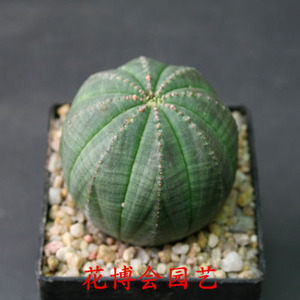 无刺仙人球布有根无刺多肉植物产地直销防辐射盆栽多肉植物花卉