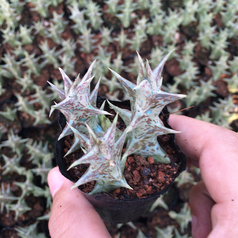 【花博会_ 萝藦科紫龙角】热卖迷你犀牛角多肉植物仙人掌盆栽花卉