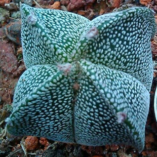 【花博会_四角鸾凤玉】精品仙人掌实生稀有品种 仙人球 多肉植物