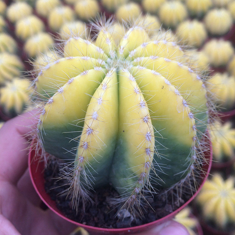 银光锦仙人球英冠玉锦仙人球英冠多肉盆栽防辐射多肉植物组合盆栽