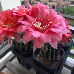 开大花彩草仙人球毛花柱开红花稀少组合盆栽美观防辐射自根仙人掌