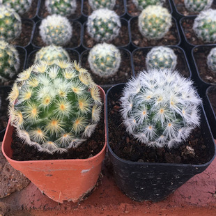 仙人球实生嘉文丸裸鄂属开花美观不扎手软刺美观防辐射盆栽绿植