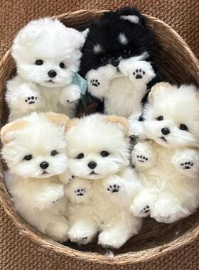 可爱土松彷真萨摩耶小狗