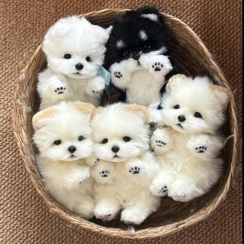 可爱土松彷真萨摩耶小狗