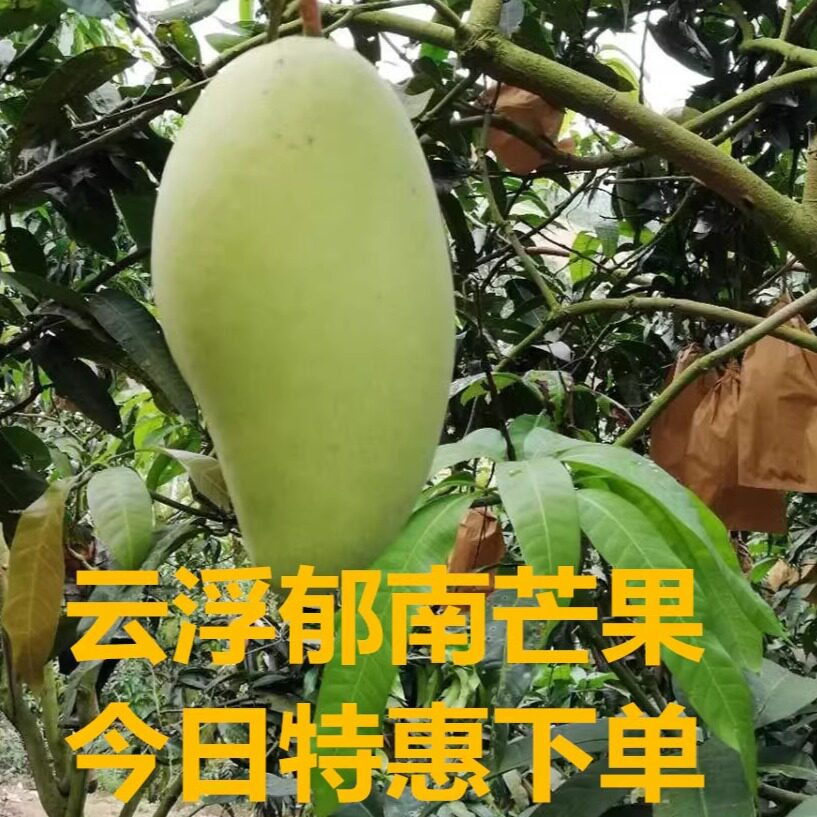 纯甜2026郁南河口金煌芒特惠现摘水仙芒云浮特产新鲜芒果整箱包邮