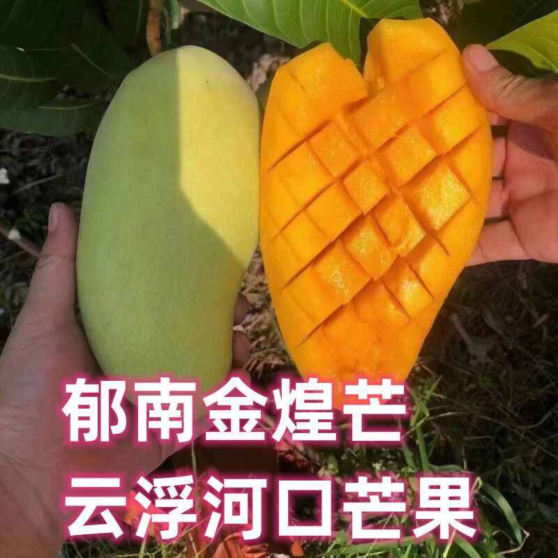 2026鲜夏正宗郁南河口镇金煌芒产地云浮芒果甜水果水仙芒果园包邮