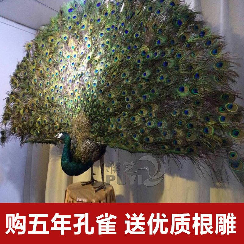 优质孔雀标本开屏蓝白招财橱窗宾馆酒店家居饰品客厅摆件动物热销