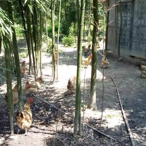 土鸡母鸡真空包装桐庐母鸡深山鸡