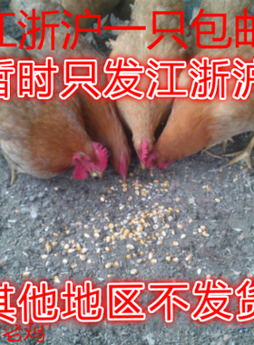 老母鸡土鸡正宗农家散养土鸡老母鸡草鸡笨鸡孕妇