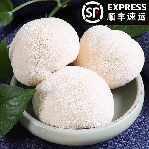 新鲜采摘高山猴头菇顺丰包邮