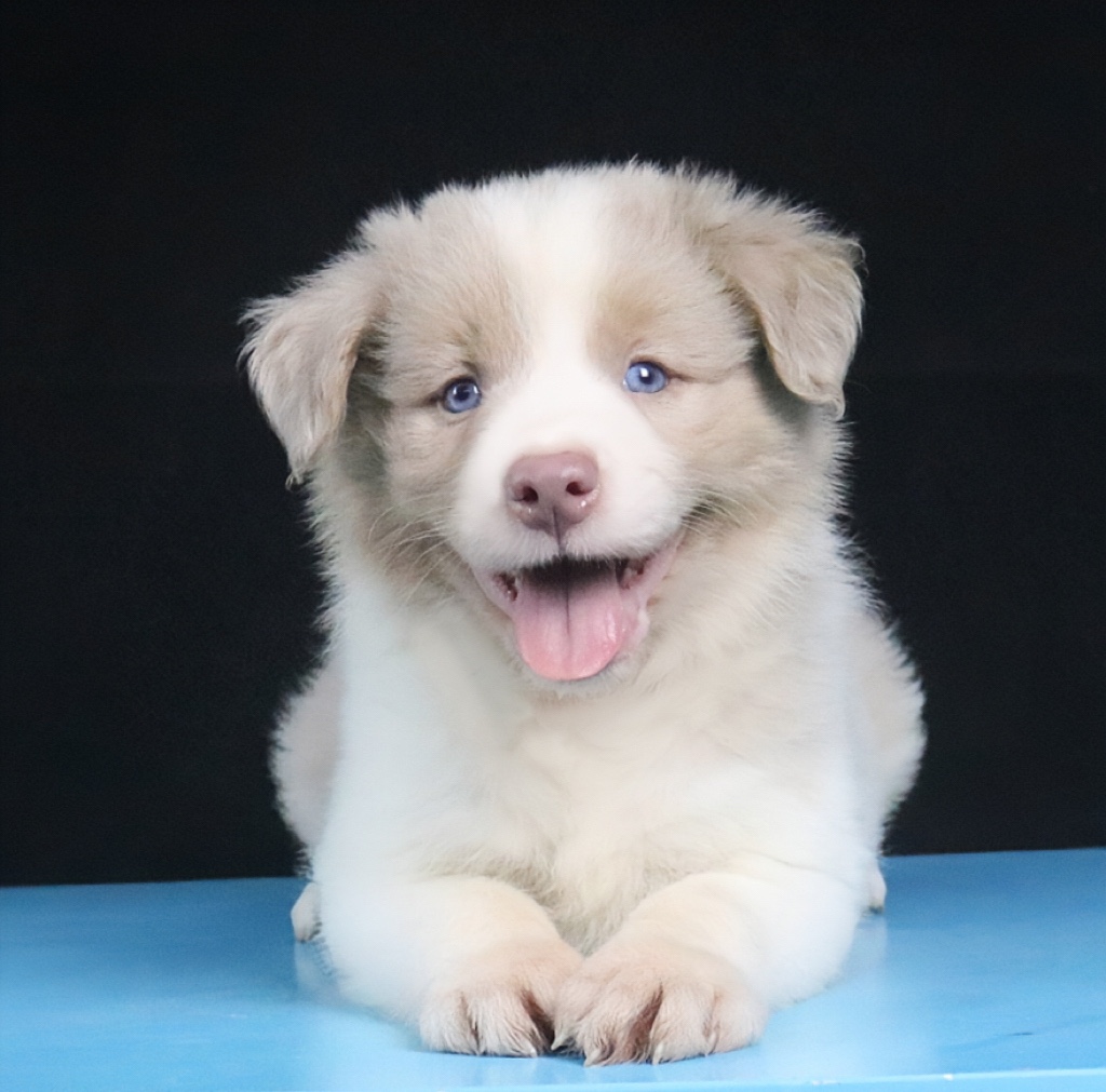 边牧幼犬纯种活体三色丁香边牧宠物狗宁波CKU双血统边境牧羊犬 宠物/宠物食品及用品 狗狗 原图主图