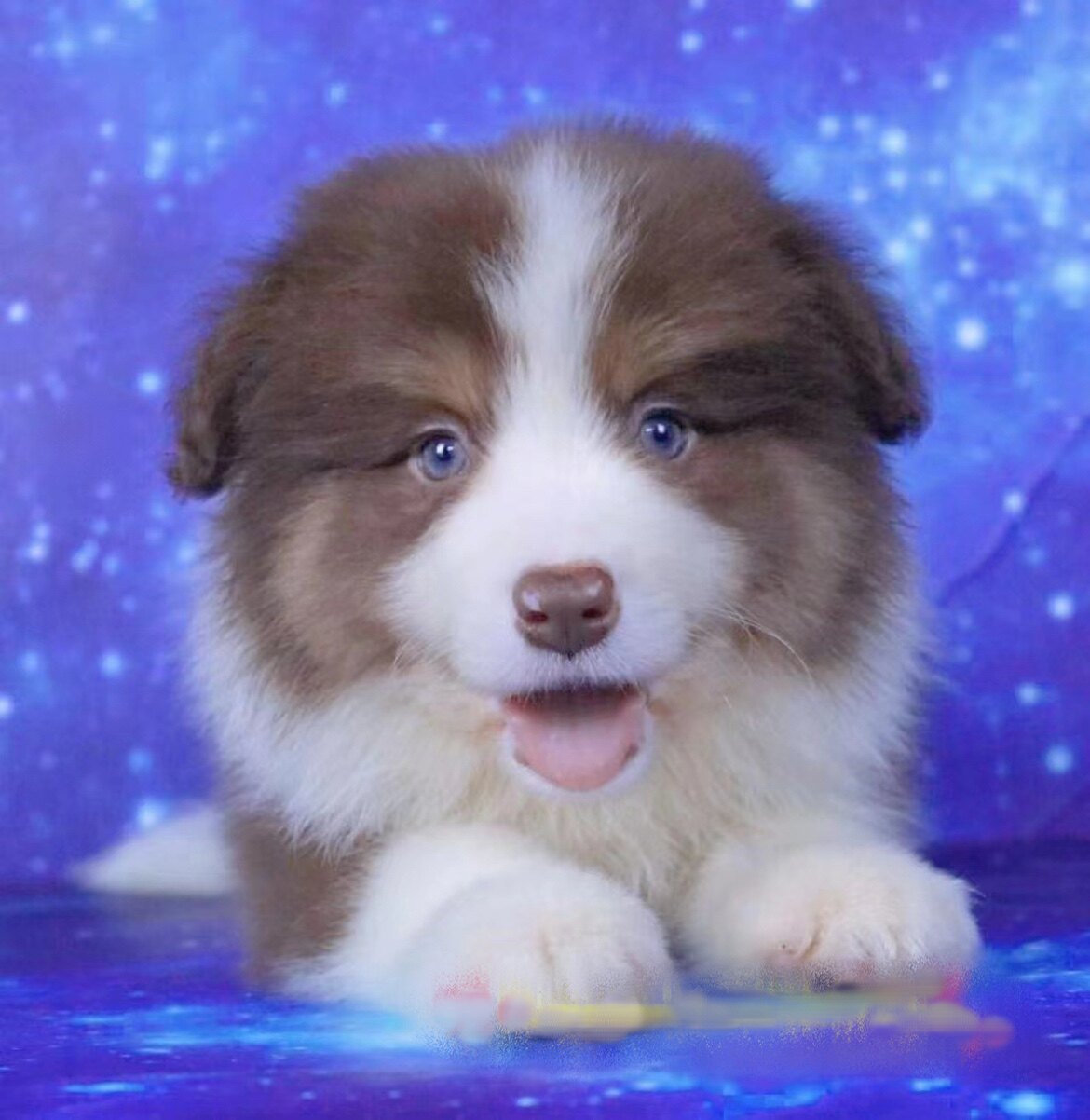 边牧幼犬纯种活体三色咖啡赛级宠物狗宁波cku双血统边境牧羊犬