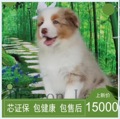 纯种三色陨石活体边境牧羊犬