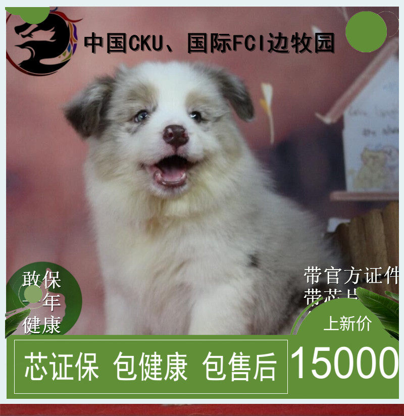 边牧活体 边牧幼犬 边境牧羊犬 边牧幼犬活体 稀有边牧三色红陨石