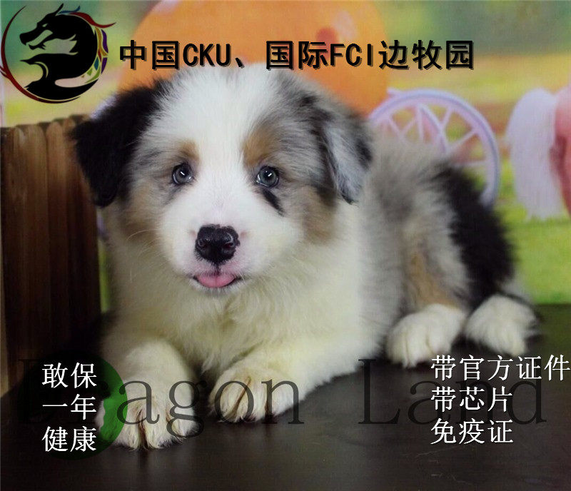 边牧活体 边牧幼犬 边境牧羊犬 边牧幼犬活体 稀有边牧三色蓝陨石