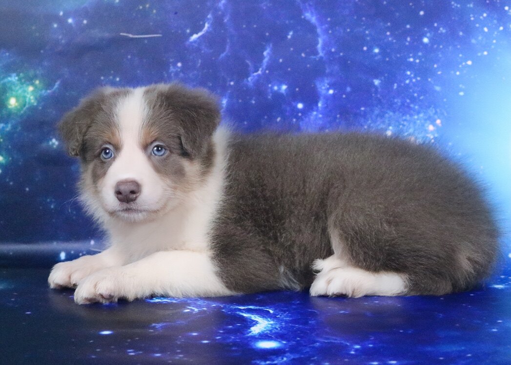 双血统边牧幼犬活体 赛级犬 边牧幼犬活体出售三色蓝白边境牧羊犬