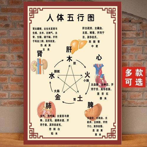 中医养生馆五行图解挂图挂画定制 人体五行五脏相生相克海报贴图