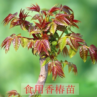 红油芽树苗盆栽当年可食用红绿香椿苗芽苗菜四季室内地栽种植果树