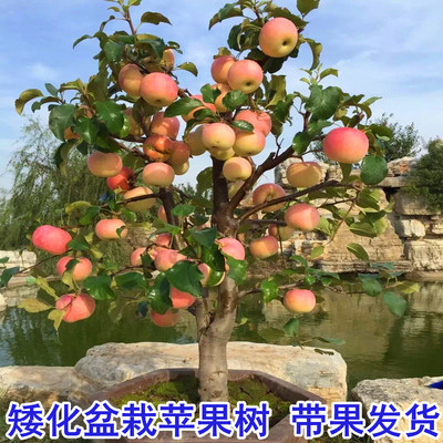 苹果树果苗矮化盆栽地栽特大庭院果树南方北方种植红富士当年结果