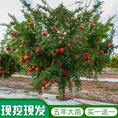 盆栽地栽南北方种植水果石榴树苗