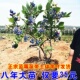 蓝莓树果苗带果盆栽地栽南方北方种植奥尼尔兔眼薄雾绿宝石蓝莓苗