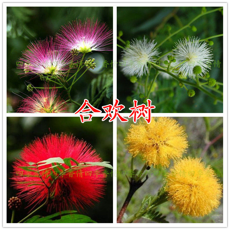 合欢树苗盆栽红色黄粉色绒花树绿植花卉金合欢苗庭院观花植物