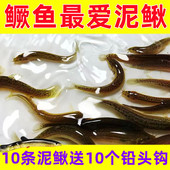 新款 仿生泥鳅软饵路亚假饵淡水翘嘴鳜鱼鲈鱼黑鱼鲶鱼软虫软鱼跳底