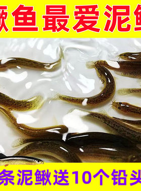 鳜鱼浙江泥鳅指天飞渔
