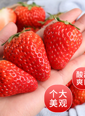 新鲜商用草莓糖葫芦专用坏果包赔奶茶蛋糕烘焙原料10斤四季云南