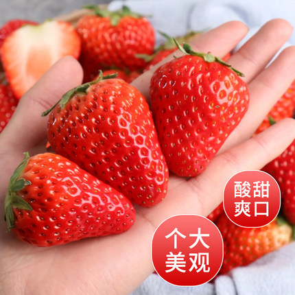 云南四季草莓新鲜商用糖葫芦烘焙专用水果整箱批发包赔奶茶蛋糕