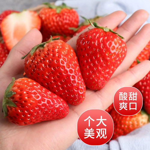 新鲜商用草莓糖葫芦专用坏果包赔奶茶蛋糕烘焙原料10斤四季云南
