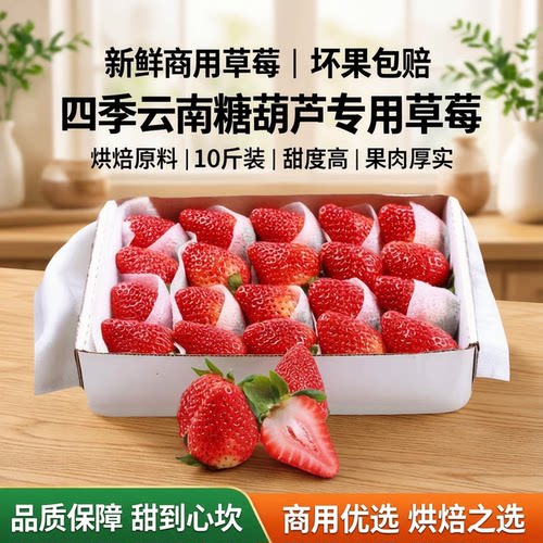 云南四季草莓新鲜商用糖葫芦烘焙