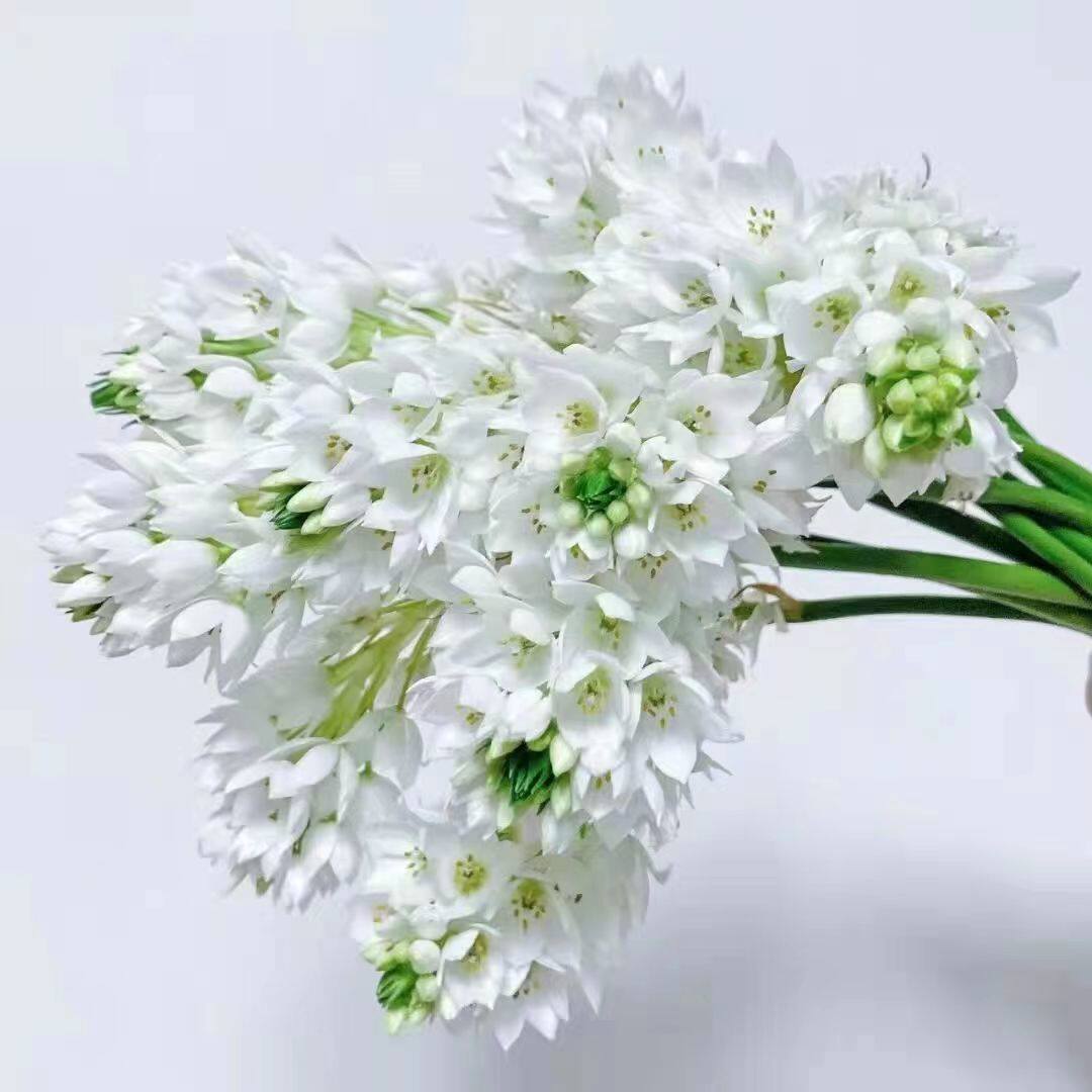 雀梅花鲜花直发云南昆明鲜切花求婚婚礼水养花插花花束配花搭配